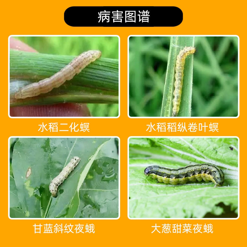 科迪华斯品诺水稻甘蓝二化螟稻纵卷叶螟甜菜夜蛾