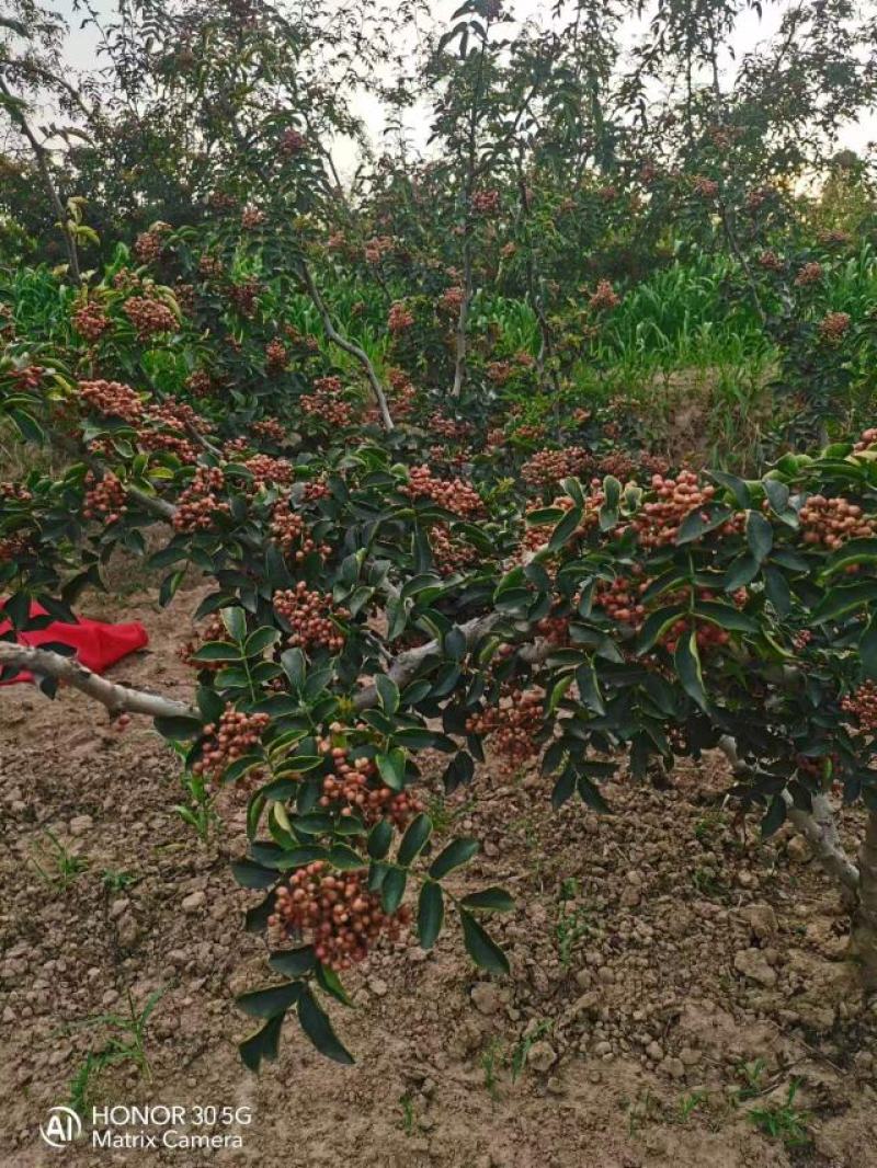 陕西韩城合阳华州鲜花椒（青花椒）次椒，支持各种交易