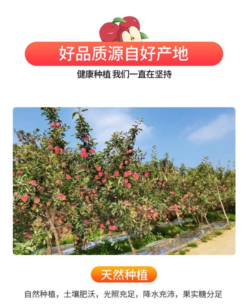 （精品推荐）陕西纸袋嘎啦苹果2023新品上市