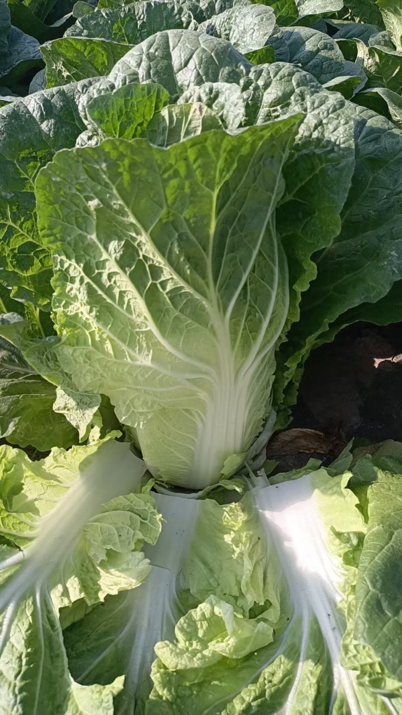 热卖精选玲珑黄心大白菜，产地直供，可对接电商商超工厂加工