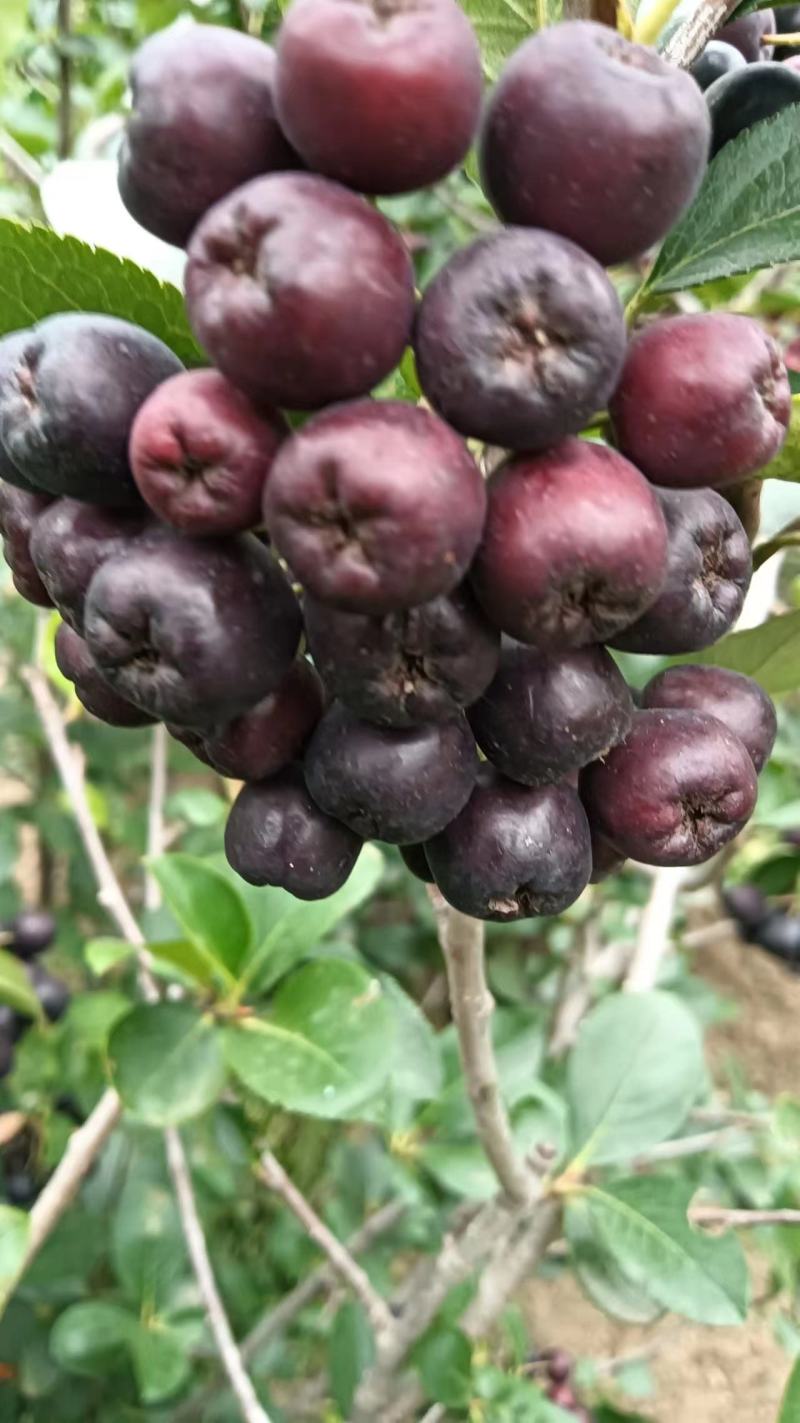 黑果花楸鲜果