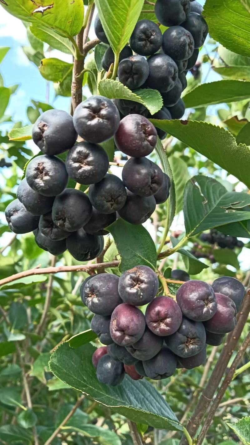 黑果花楸鲜果