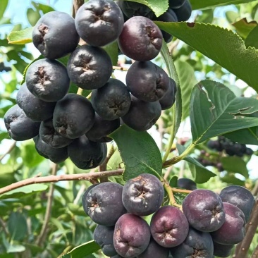 黑果花楸鲜果