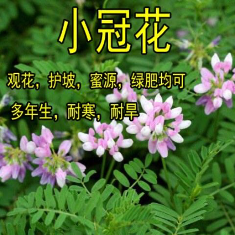 小冠花种子灌木种子绿化绿肥多年生小冠花种子