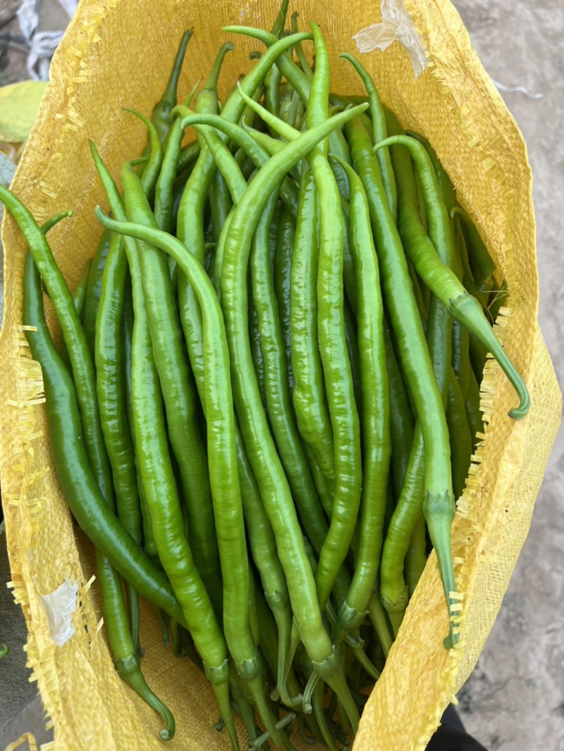 线椒，大棚种植，条形直，毛皮靓