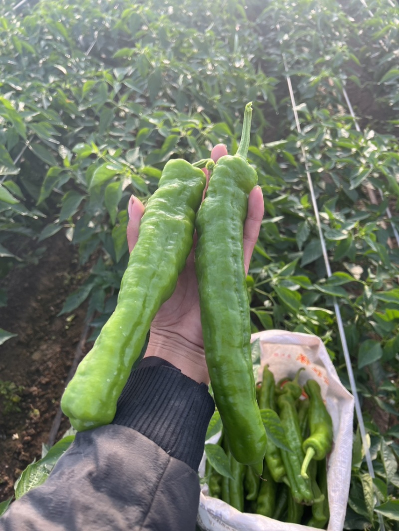 线椒，大棚种植，条形直，毛皮靓