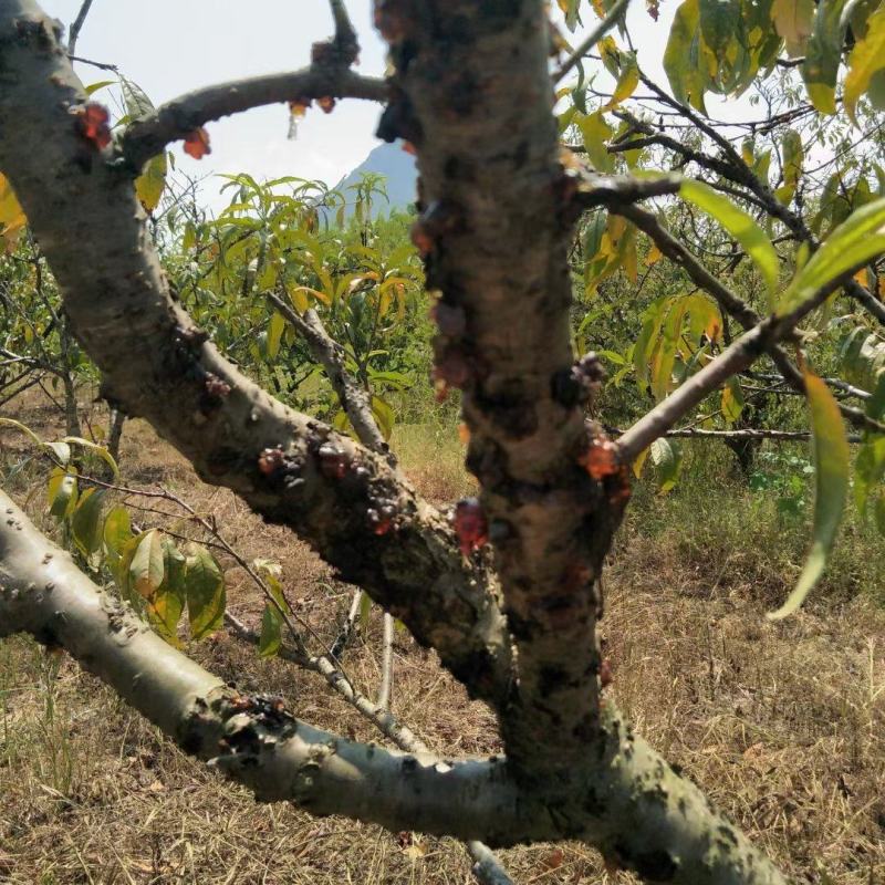 桃胶，工业胶