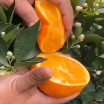 热卖）九月红果冻橙、纽荷尔、中华红，血橙、长虹电商供应链