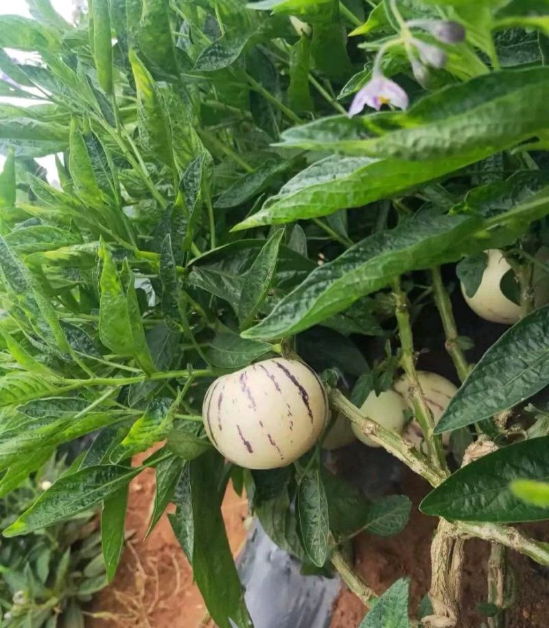 云南人参果大量上市产地直发保质保量新鲜采摘欢迎咨询
