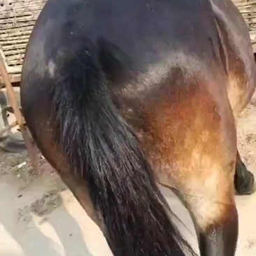 销售品种，马，骡，旅游景点骑成大马，矮马。