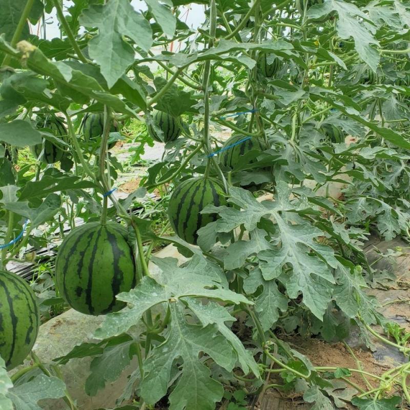 l600西瓜苗L600西瓜嫁接苗L600西瓜种苗包回收