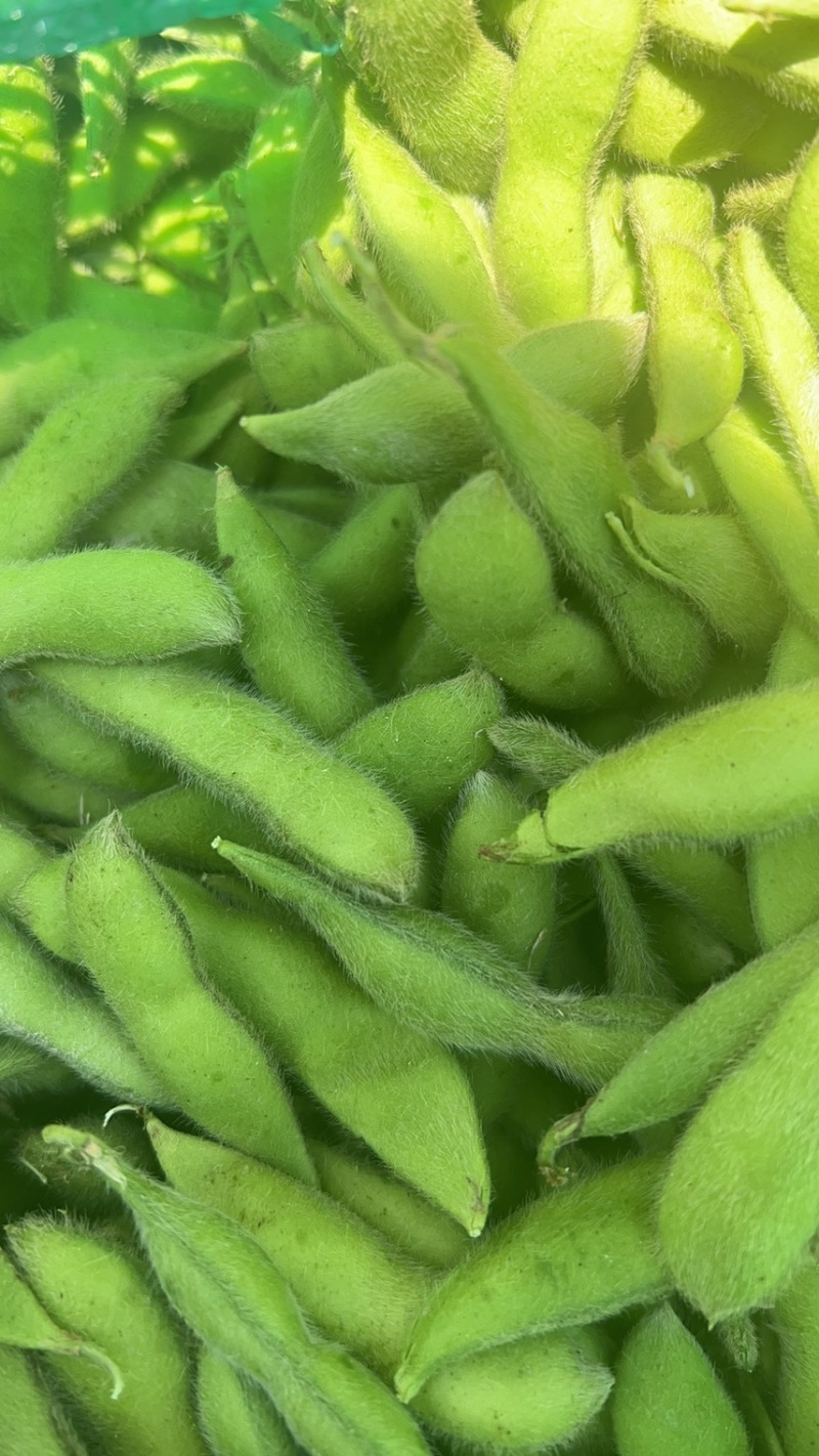 温州毛豆