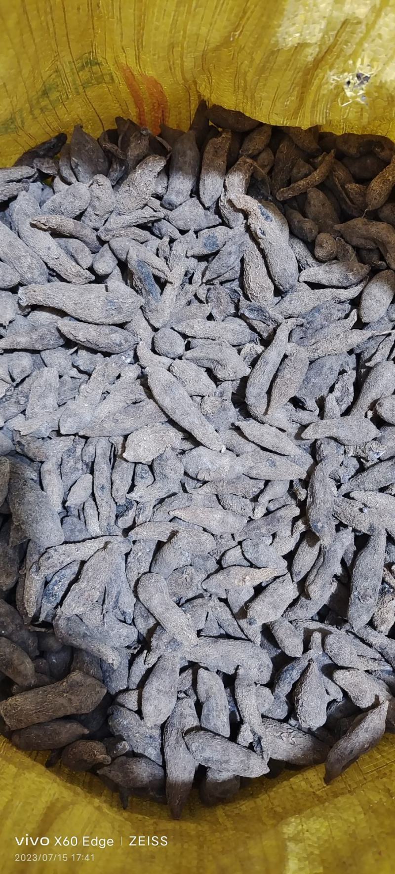 温郁金
