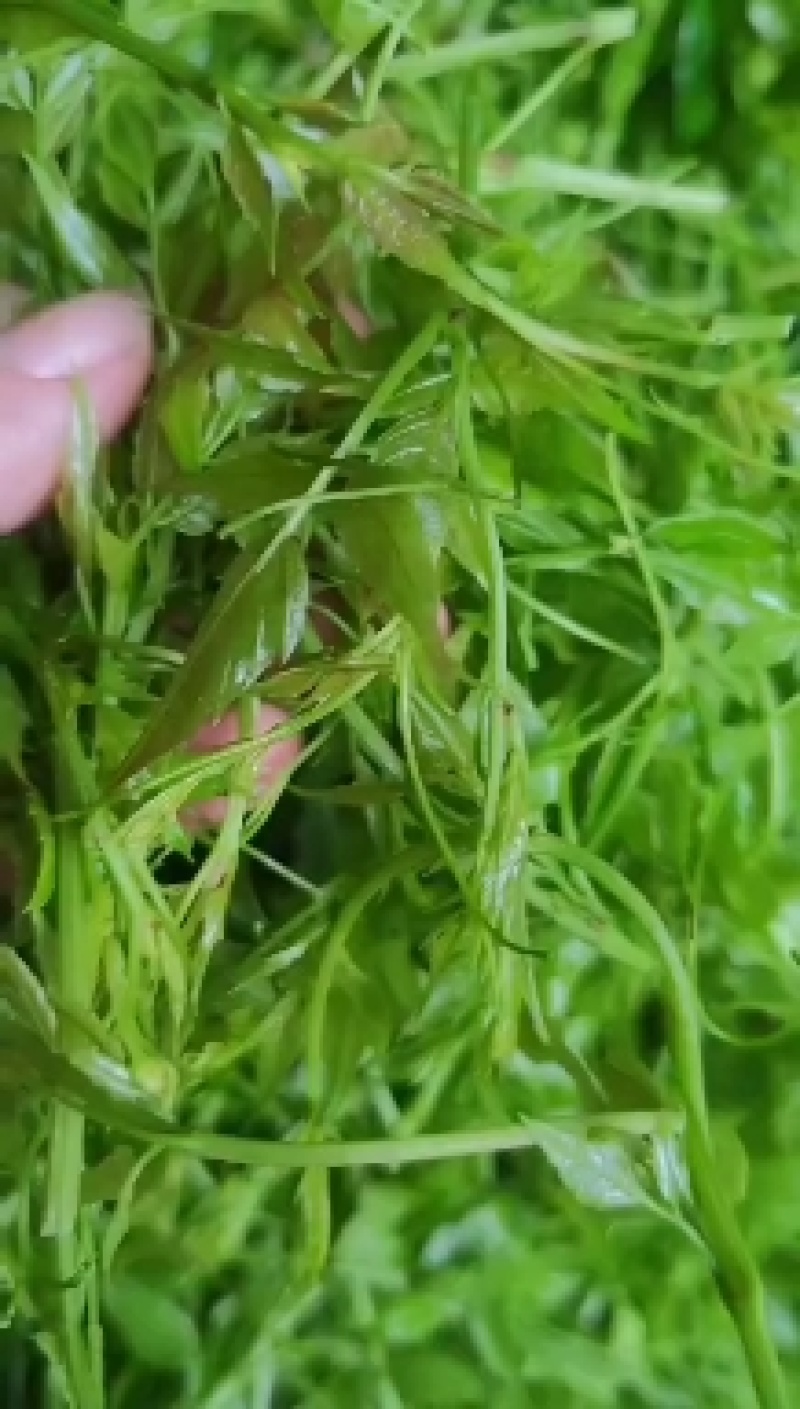 张家界莓茶
