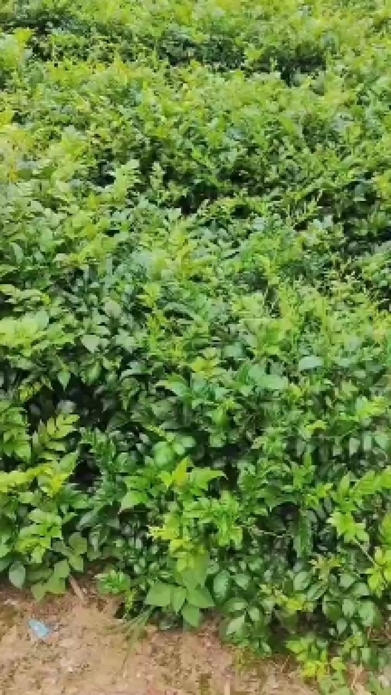 张家界莓茶