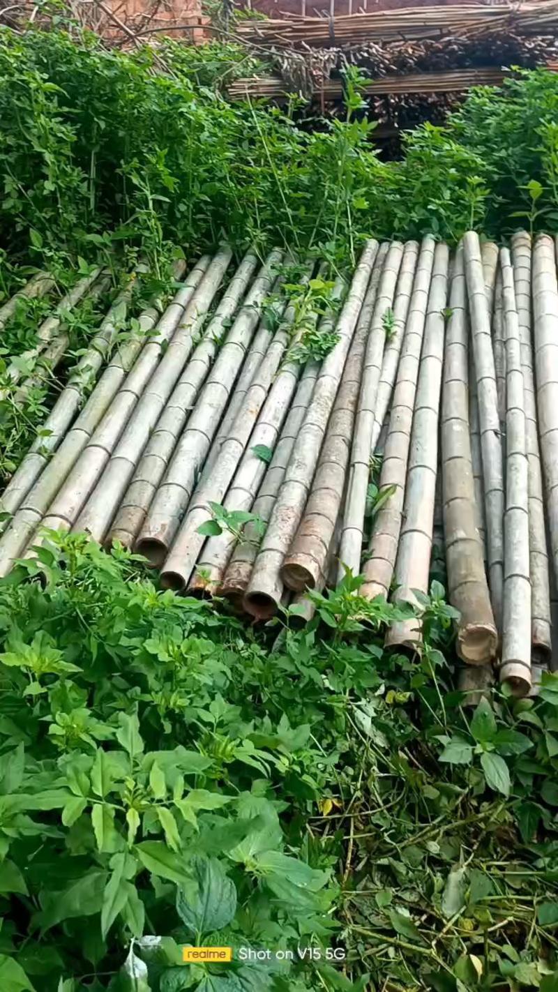 竹子各种规格毛竹，竹片条竹，南竹，可以按规格锯成不同长短