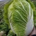 甘肃白菜精品黄心大白菜大量上市产地直供量大从优