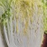 甘肃白菜精品黄心大白菜大量上市产地直供量大从优