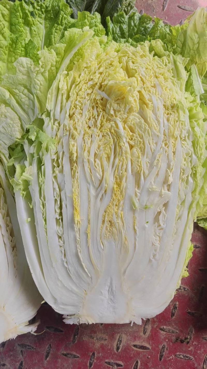 甘肃白菜精品黄心大白菜大量上市产地直供量大从优