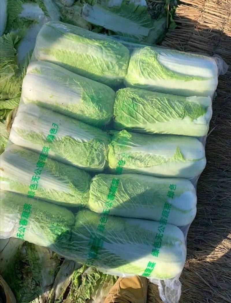 甘肃白菜精品黄心大白菜大量上市产地直供量大从优