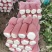 甘肃白菜精品黄心大白菜大量上市产地直供量大从优