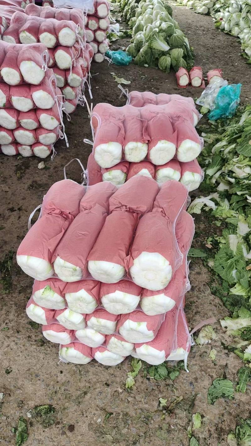 甘肃白菜精品黄心大白菜大量上市产地直供量大从优