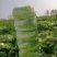 甘肃白菜精品黄心大白菜大量上市产地直供量大从优
