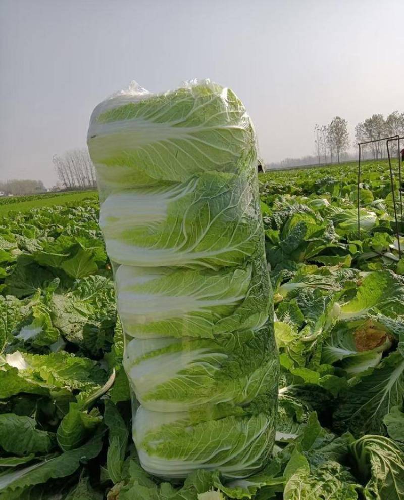 甘肃白菜精品黄心大白菜大量上市产地直供量大从优