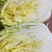 甘肃白菜精品黄心大白菜大量上市产地直供量大从优