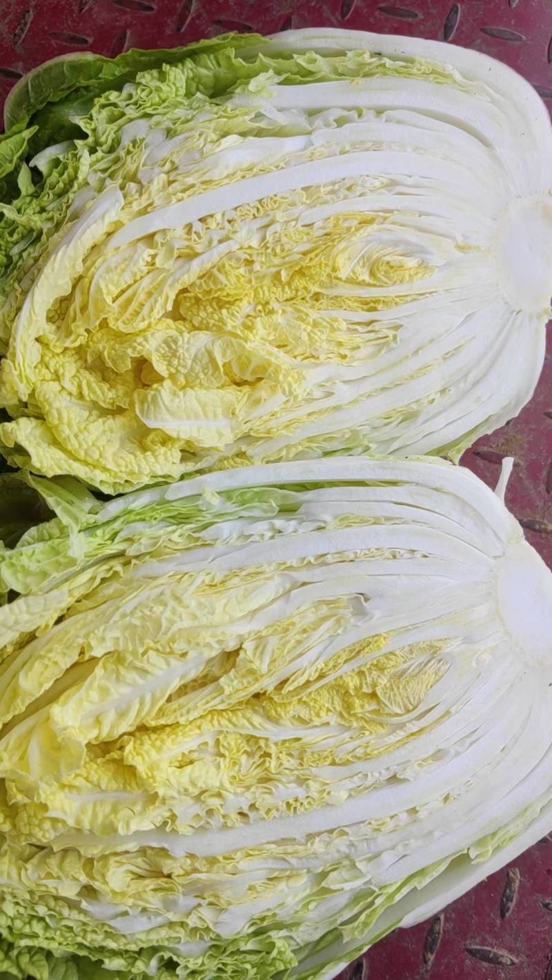 甘肃白菜精品黄心大白菜大量上市产地直供量大从优