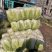 甘肃白菜精品黄心大白菜大量上市产地直供量大从优