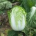 甘肃白菜精品黄心大白菜大量上市产地直供量大从优