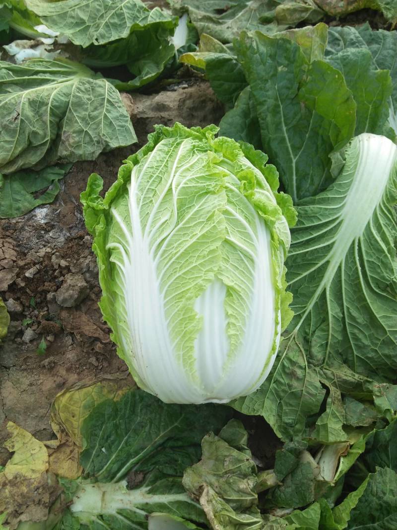 甘肃白菜精品黄心大白菜大量上市产地直供量大从优