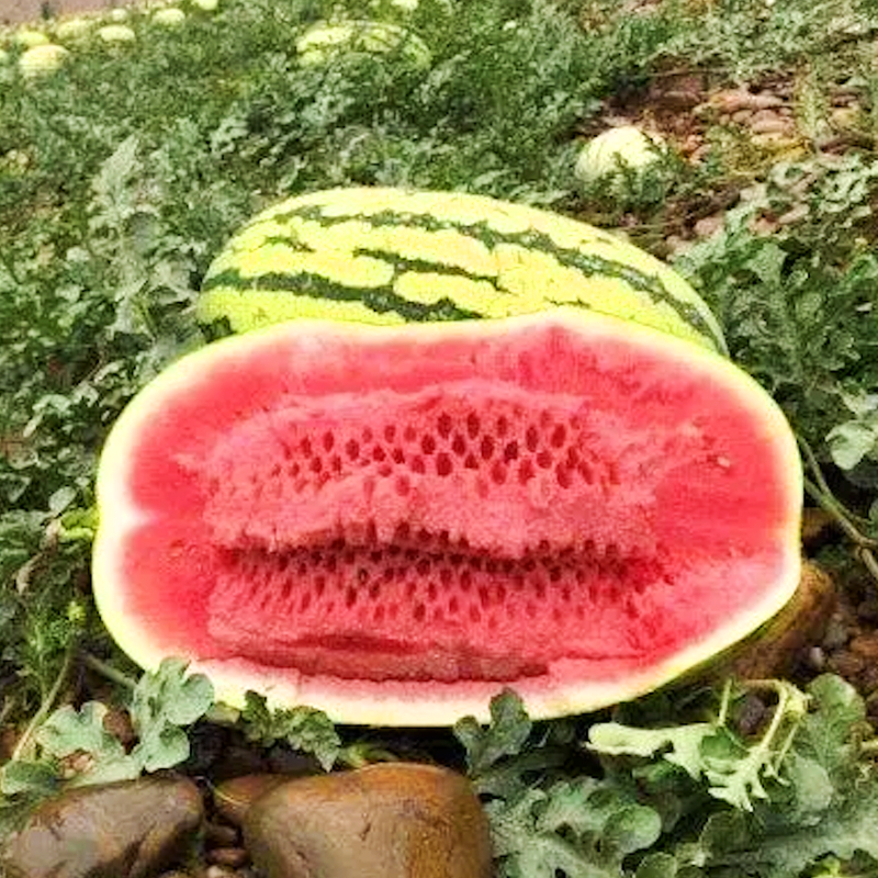 硒砂瓜苗硒砂嫁接西瓜苗硒砂西瓜苗硒砂西瓜嫁接苗包回收