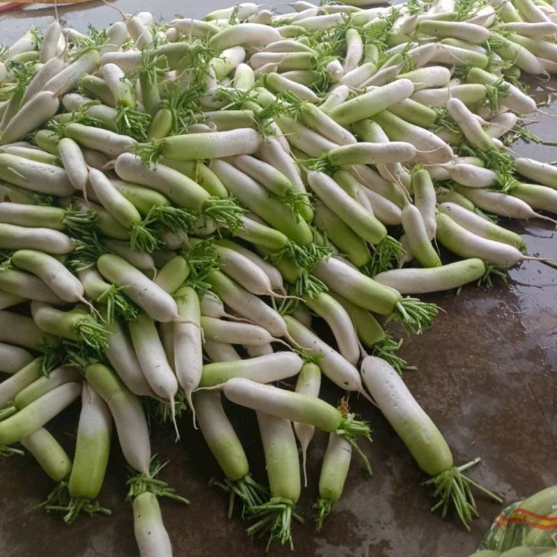 甘肃萝卜精品青萝卜大量上市诚信经营，欢迎咨询