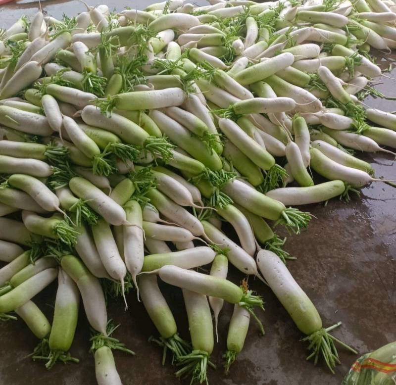 甘肃萝卜精品青萝卜大量上市诚信经营，欢迎咨询