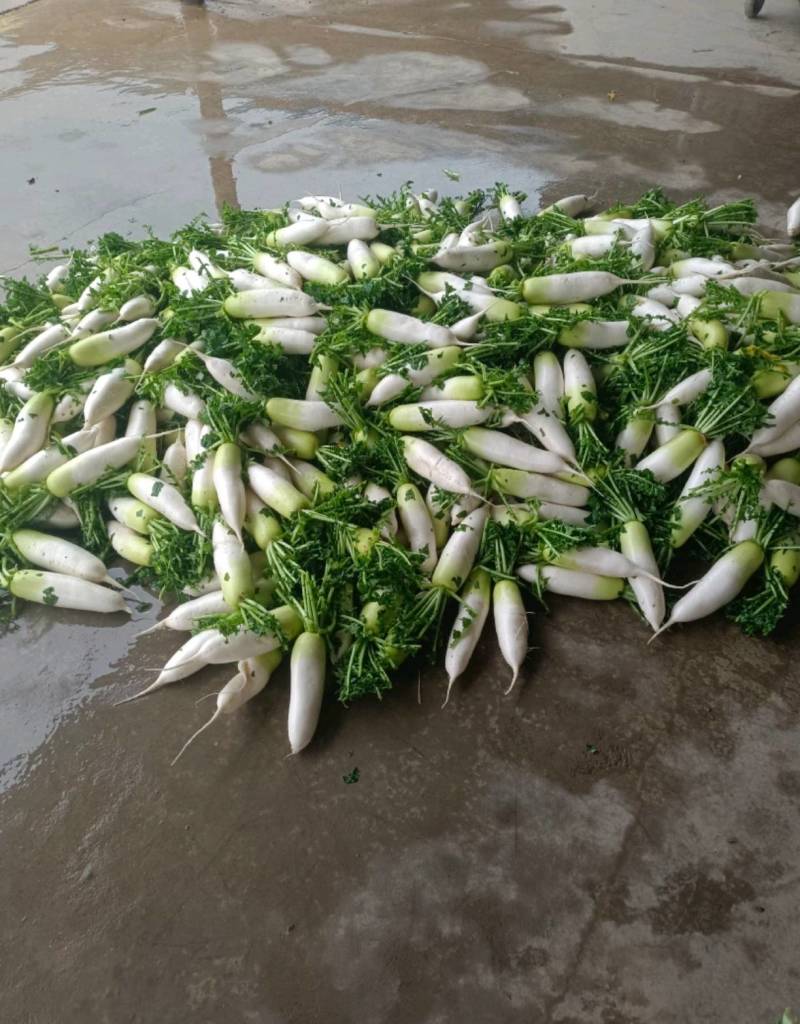 甘肃萝卜精品青萝卜大量上市诚信经营，欢迎咨询