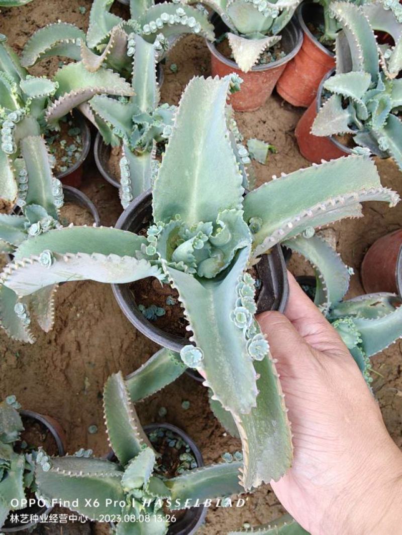 落地生根宽叶不死鸟多肉植物景天科办公室内外绿植