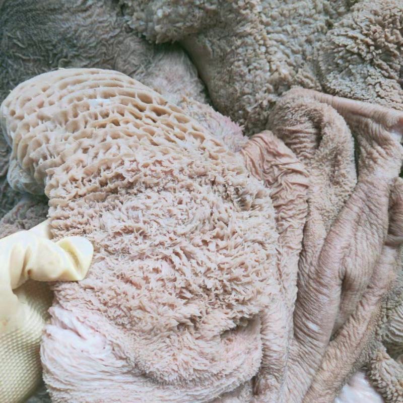 生牛肚