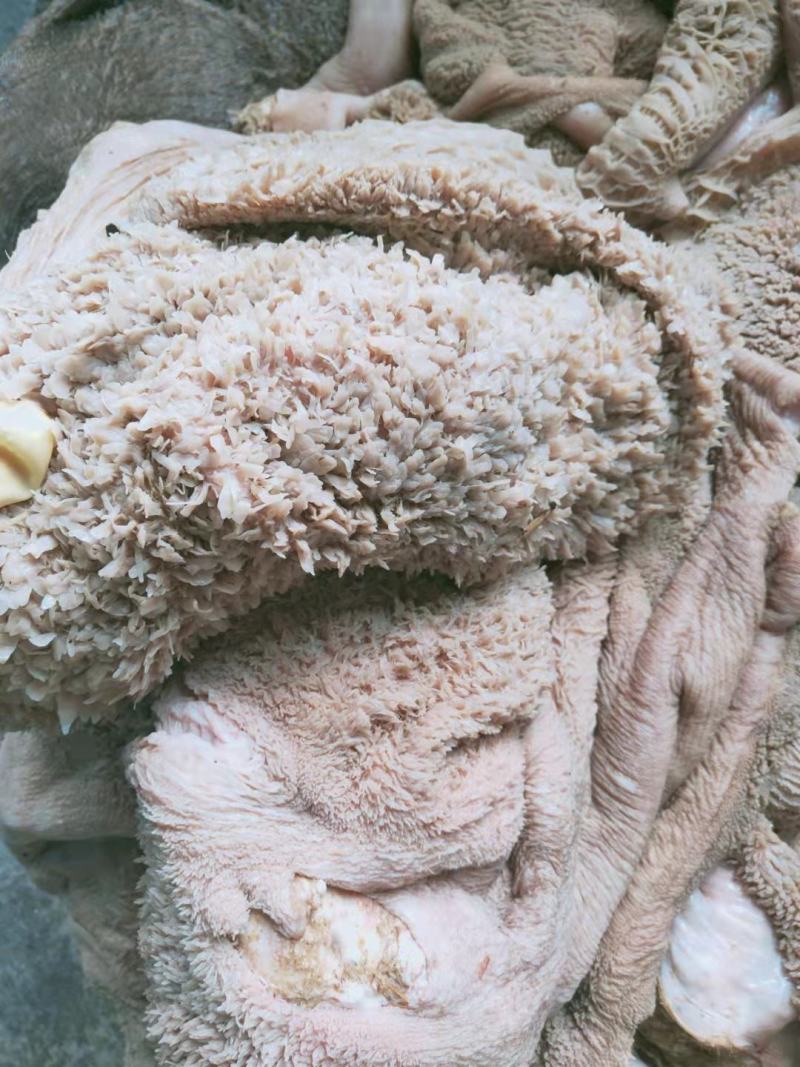 生牛肚