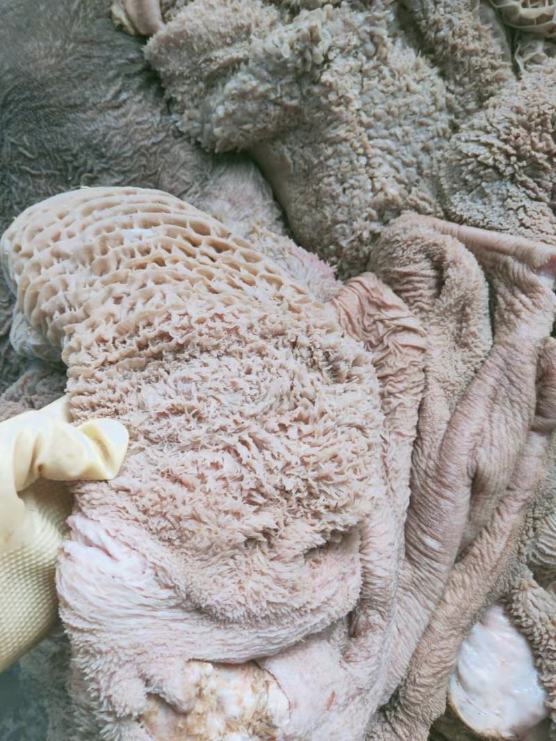 生牛肚