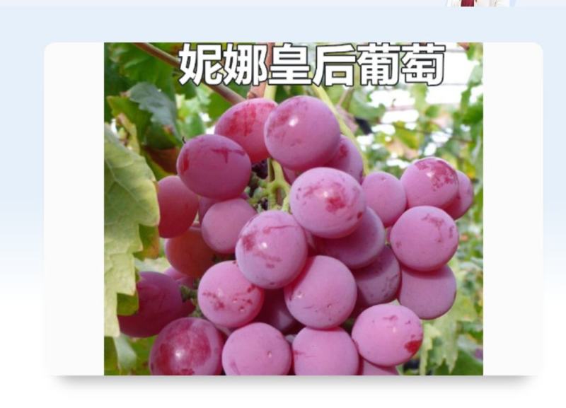 专业梳果团队！专梳阳光玫瑰葡萄！专梳夏黑葡萄！！！！