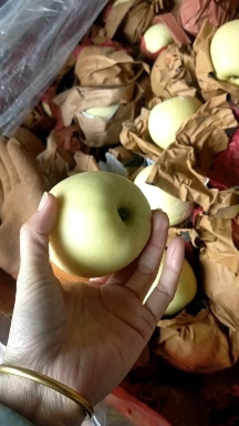 山东金帅苹果大量供应，脆甜多汁，对接各大市场，电商，电超