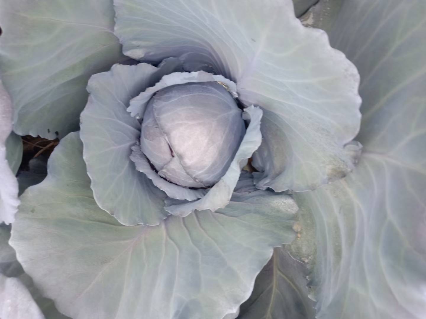 紫甘蓝和西兰花炒好后装盘成品图