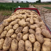 甘肃土豆精品226土豆黄皮黄心个头均衡量大从优