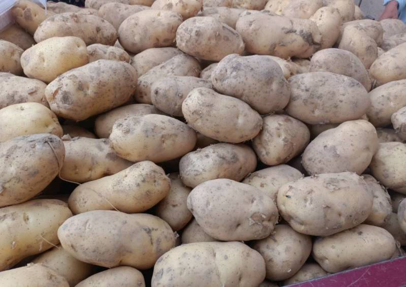 甘肃土豆精品226土豆黄皮黄心个头均衡量大从优