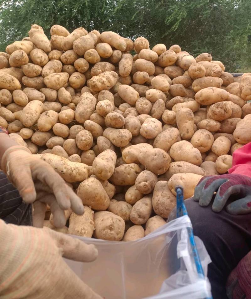 甘肃土豆精品226土豆黄皮黄心个头均衡量大从优