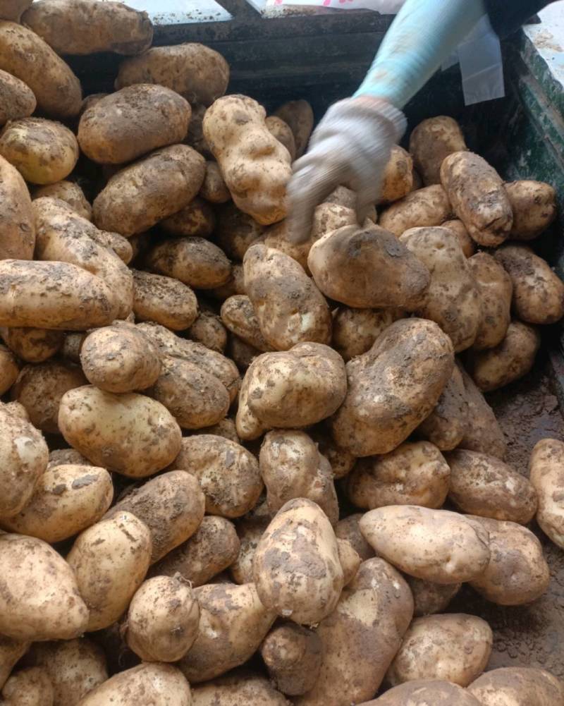 甘肃土豆精品226土豆黄皮黄心个头均衡量大从优