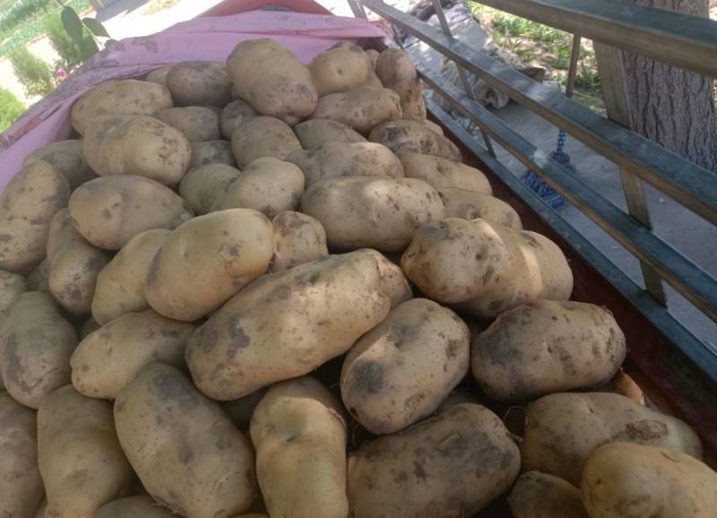 甘肃土豆精品226土豆黄皮黄心个头均衡量大从优