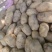 甘肃土豆精品226土豆黄皮黄心个头均衡量大从优